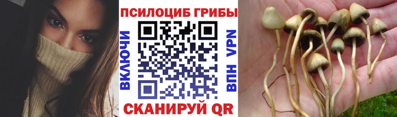 Галлюциногенные грибы мицелий  наркошоп  Шарыпово 